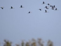 Kranich (Grus grus)  12